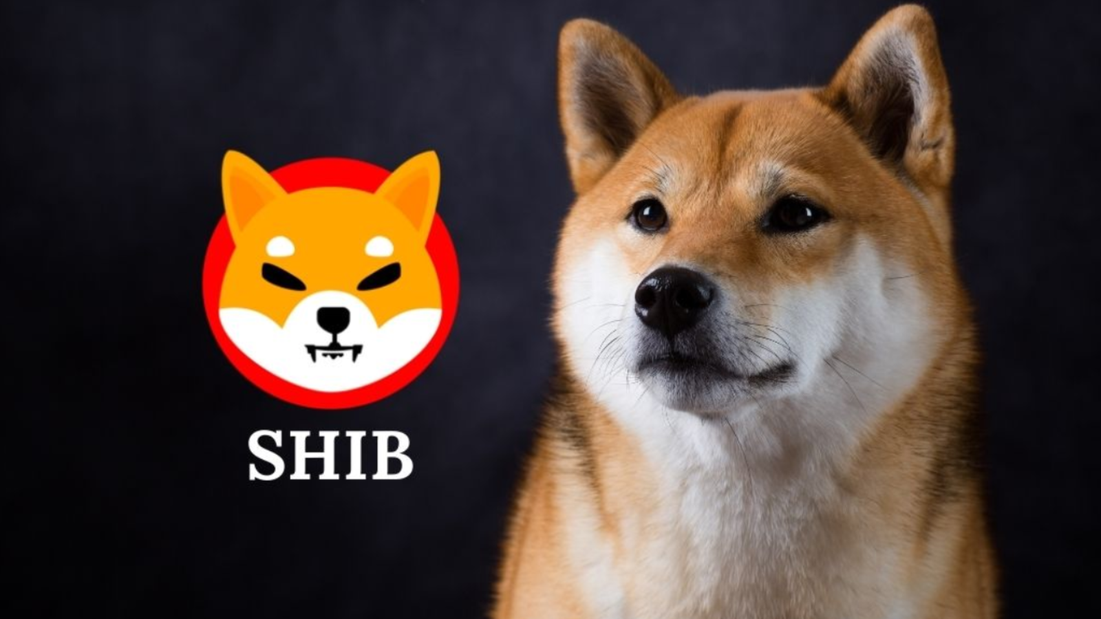 Follow Twitter and join the TG group to receive SHIB